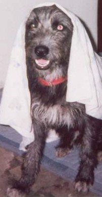 Picture of Toby